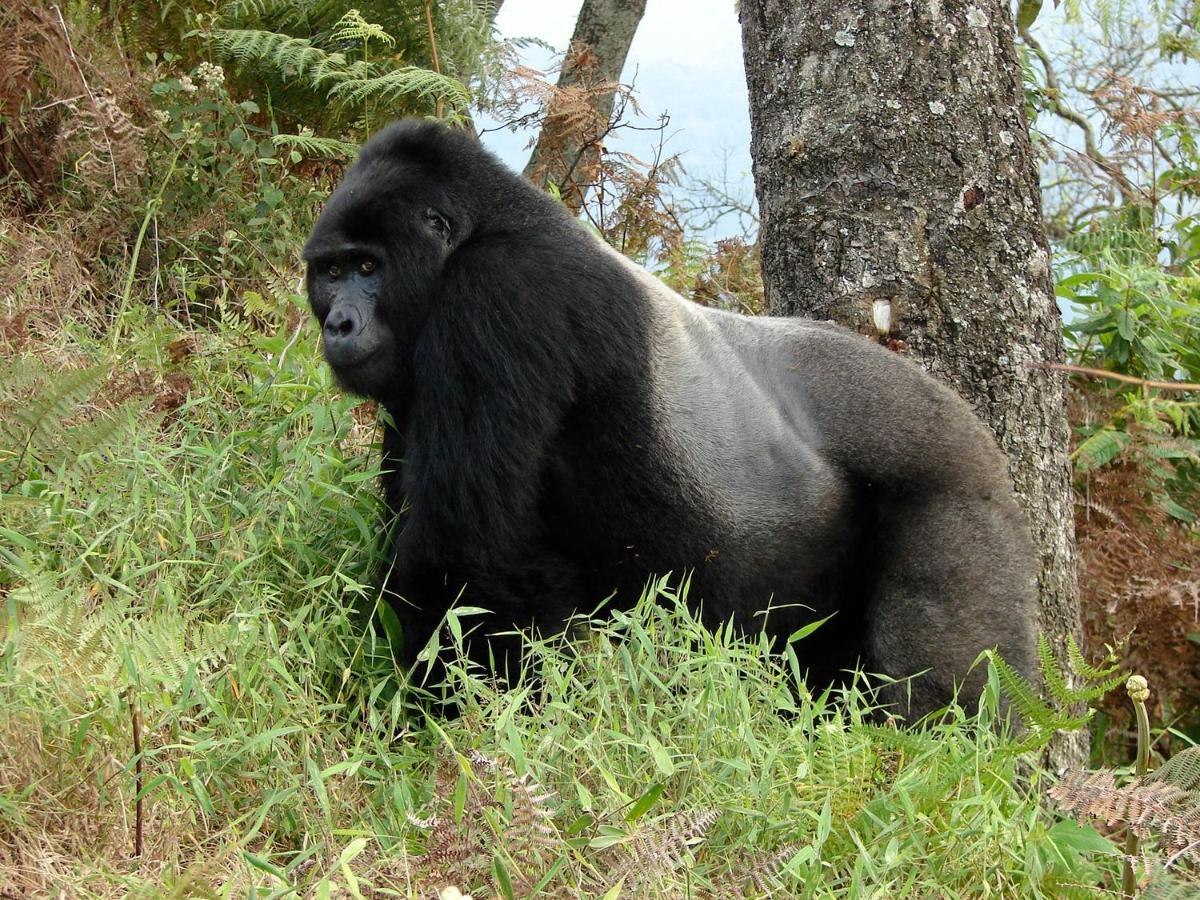 Clouds Mountain Gorilla Lodge Kisoro Exteriér fotografie